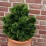 Chamaecyparis obtusa 'Nana Gracilis'