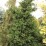 Picea pungens 'Lucky Strike'