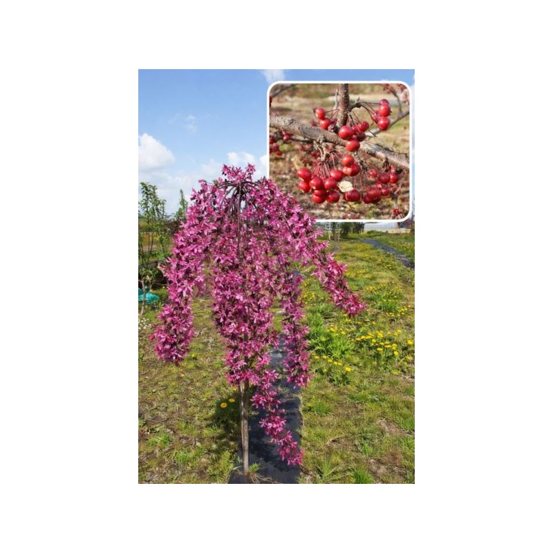 Malus baccata 'Pendula'