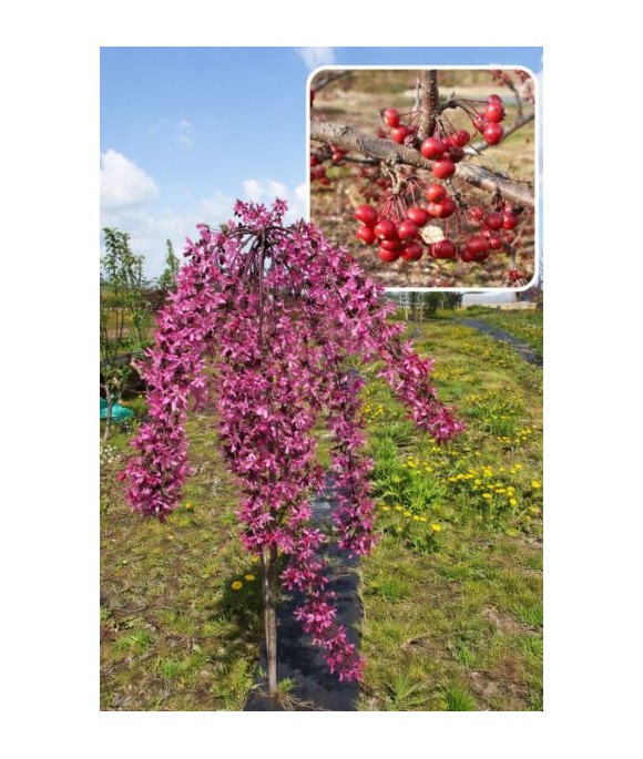 Malus baccata 'Pendula'