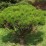Pinus densiflora 'Alice Verkade'