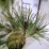 Pinus densiflora 'Alice Verkade'
