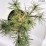 Pinus densiflora 'Alice Verkade'