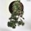 Pinus mugo 'Humpy'