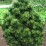 Pinus heldreichii 'Malinki'
