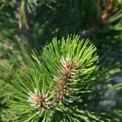 Pinus heldreichii 'Malinki'