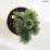 Pinus heldreichii 'Malinki'