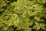 Cornus alba 'Spaethii'