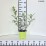 Hydrangea p. VANILLE-FRAISE 'Renhy' PBR