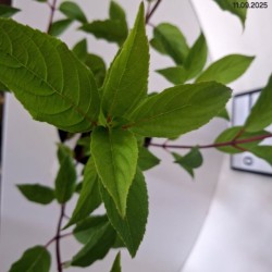 Hydrangea p. VANILLE-FRAISE 'Renhy' PBR