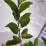 Hydrangea p. VANILLE-FRAISE 'Renhy' PBR
