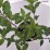 Hydrangea p. VANILLE-FRAISE 'Renhy' PBR