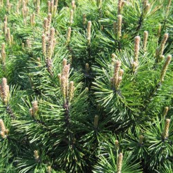Pinus mugo 'Gnom'