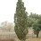Pinus sylvestris 'Fastigiata'