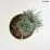 Pinus sylvestris 'Fastigiata'