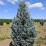 Picea pungens 'Iseli Fastigiate'
