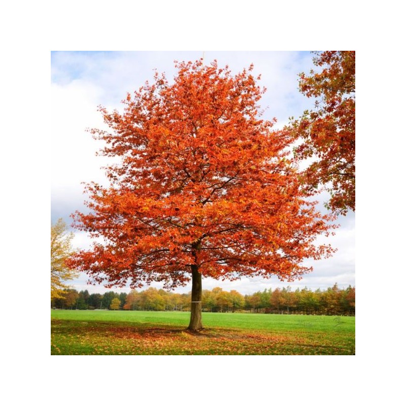 Quercus rubra