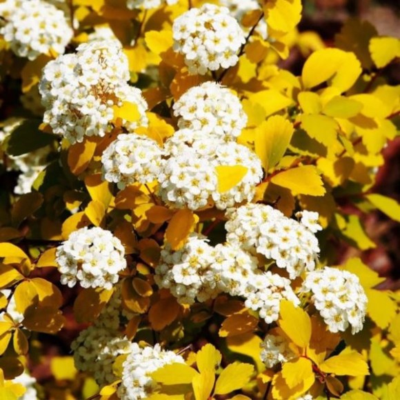 Spiraea ×vanhouttei 'Gold Fountain'