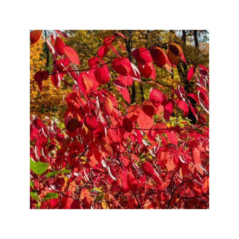 Euonymus europaeus
