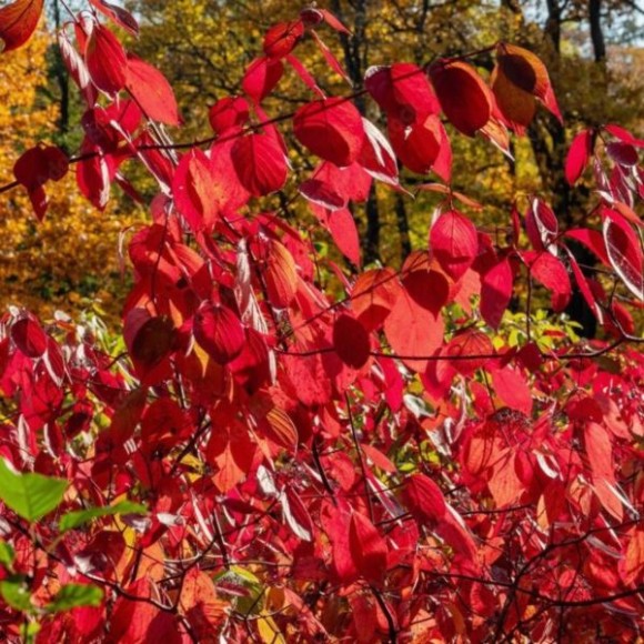 Euonymus europaeus