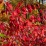 Euonymus europaeus