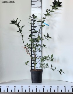 Euonymus europaeus