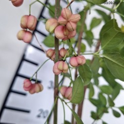 Euonymus europaeus