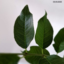 Euonymus europaeus