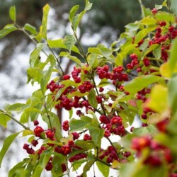 Euonymus europaeus