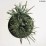 Pinus heldreichii 'Compact Gem'