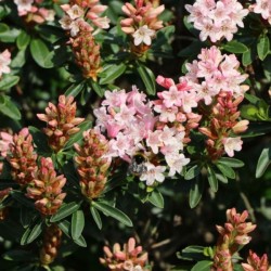 Rhododendron BLOOMBUX...