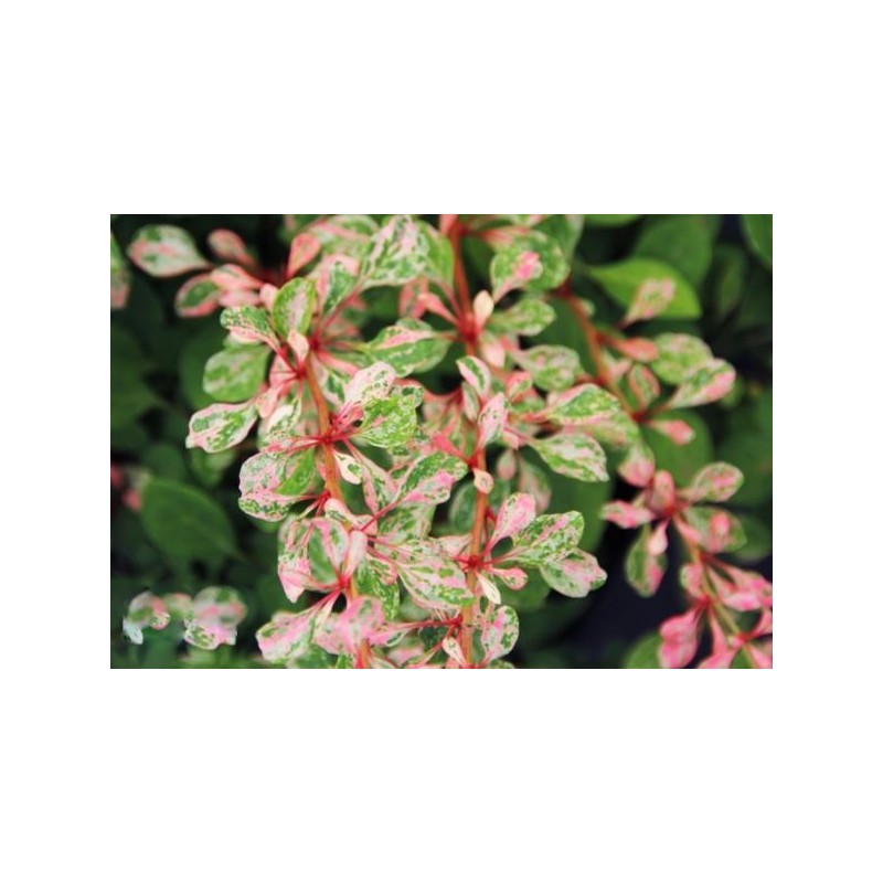 Berberis thunbergii 'Natasza' PBR