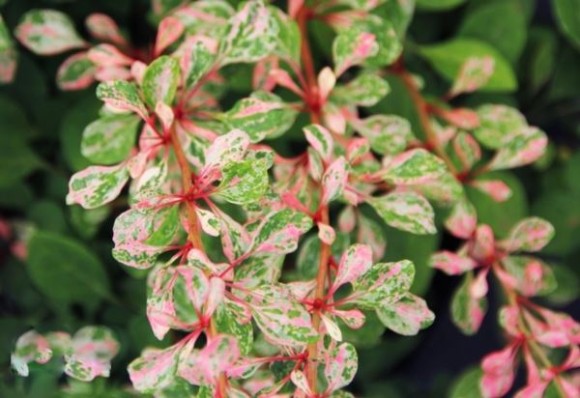 Berberis thunbergii 'Natasza' PBR