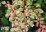 Berberis thunbergii 'Natasza' PBR