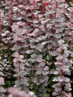 Berberis thunbergii...
