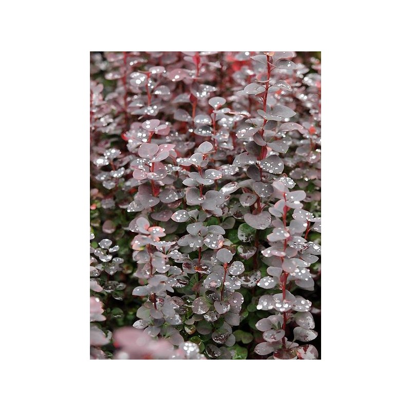Berberis thunbergii 'Chocolate Summer' PBR