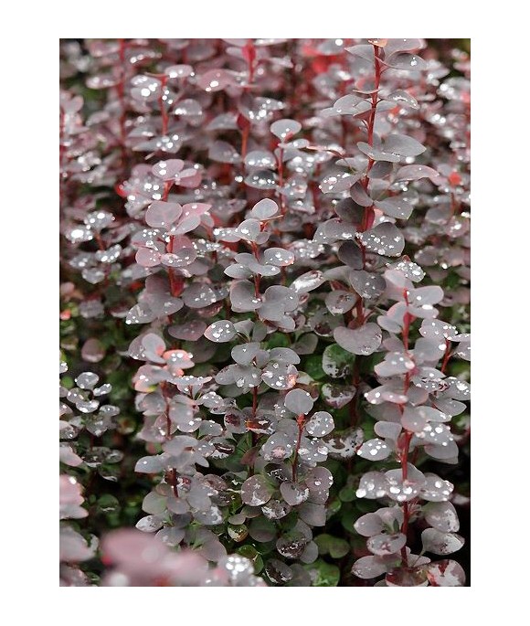 Berberis thunbergii 'Chocolate Summer' PBR