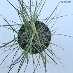 Miscanthus sinensis 'Kleine Silberspinne'