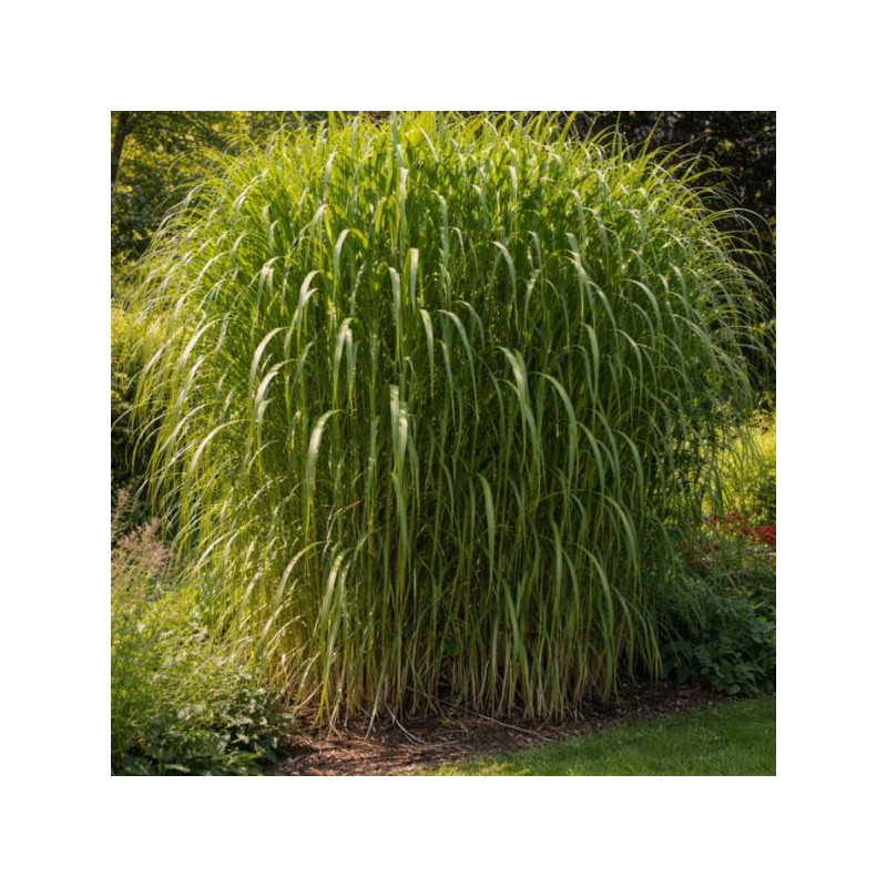 Miscanthus ×giganteus