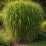 Miscanthus ×giganteus