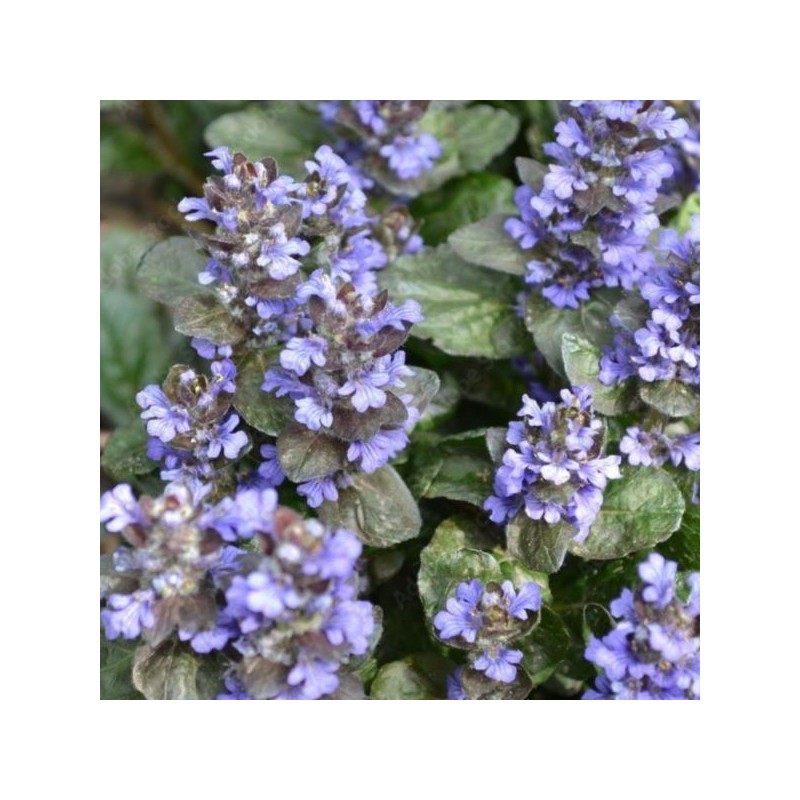 Ajuga reptans 'Burgundy Glow'
