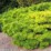 Pinus densiflora 'Jane Kluis'