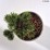 Pinus mugo 'Sherwood Compact'