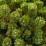 Pinus mugo 'Sherwood Compact'