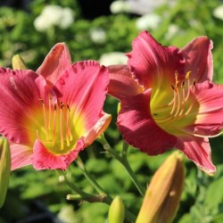 Hemerocallis 'Final Touch'