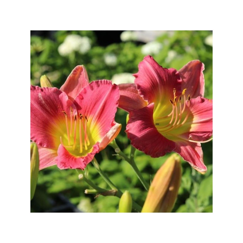 Hemerocallis 'Final Touch'