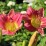Hemerocallis 'Final Touch'