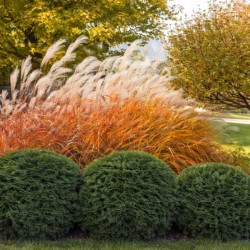 Miscanthus 'Purpurascens'