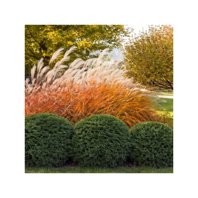Miscanthus 'Purpurascens'