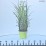 Miscanthus 'Purpurascens'